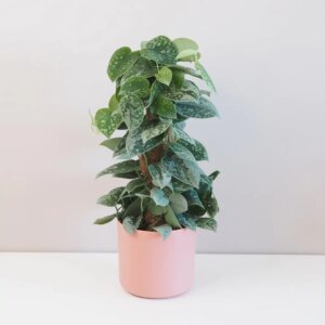 Scindapsus pictus ‘Silvery Ann’ na tyči