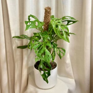 Monstera adansonii ‘Indonesian Marble’