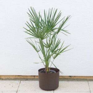 Palmička nízka / Chamaerops humilis