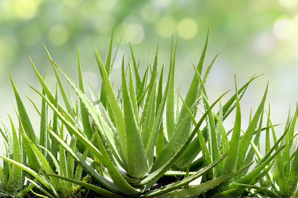 aloe vera