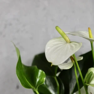 Anthurium Andraeanum Joli white