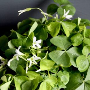 Oxalis Kyslička Triangularis Papilionacea zelený
