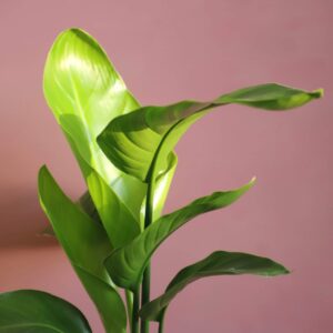 Strelitzia Nicolai
