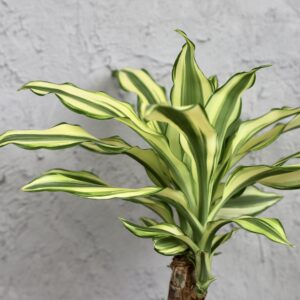 Dracaena yellow coast