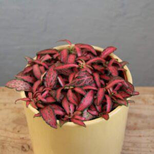 Fittonia Forest flame baby