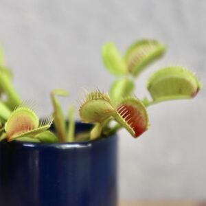 Mäsožravka Dionaea muscipula baby