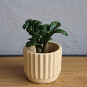 Zamioculcas Zenzi baby