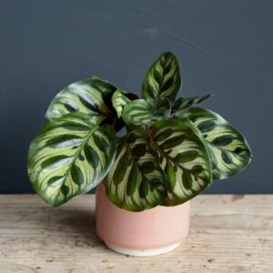 Calathea Makoyana baby