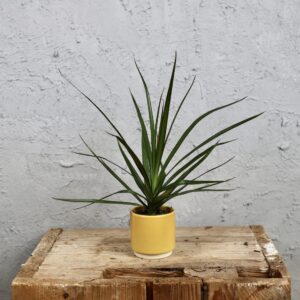 Dracaena marginata baby