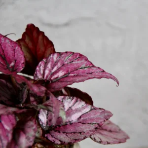 Begonia Rex Hugh McLauchan baby