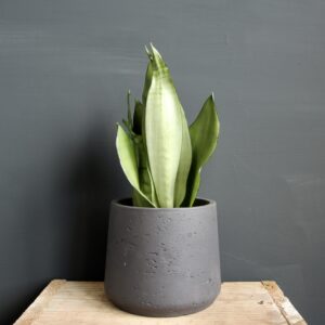 Sansevieria svokrine jazyky Trifasciata Moonshine