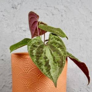 Dioscorea Discolor