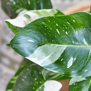 Philodendron White Princess baby