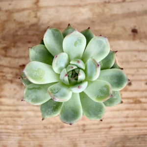 Echeveria Minima baby