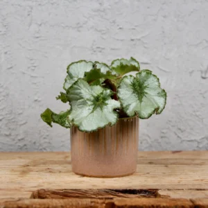 Begonia rex Escargot baby