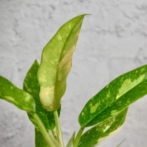 Philodendron Ring of fire baby