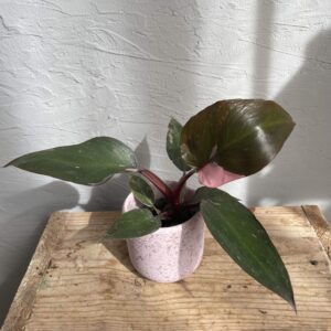 Philodendron Pink Princess baby