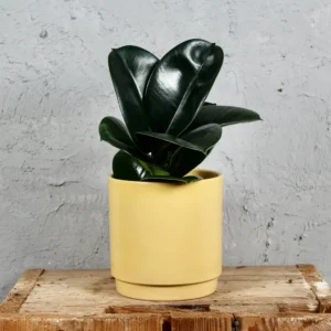 Ficus Elastica Sofia