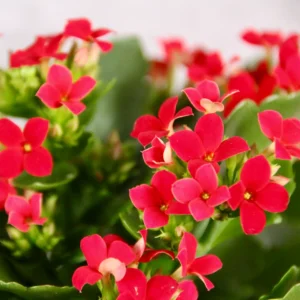 Kalanchoe Grandiva červené