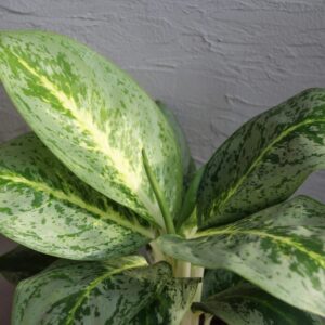Aglaonema Lemon Mint