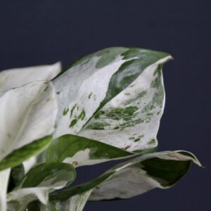 Epipremnum Pothos Happy leaf