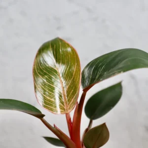 Philodendron Pink bikini baby