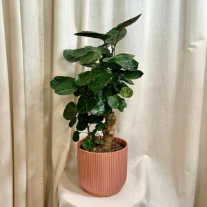 Polyscias Fabian