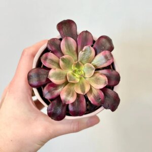 Aeonium ‘Medusa’
