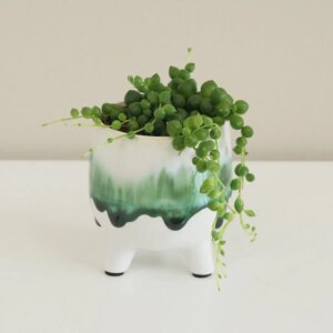 Starček / Senecio rowleyanus malý