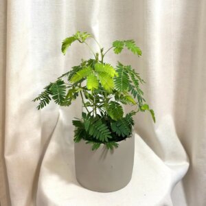 Citlivka / Mimosa pudica veľká