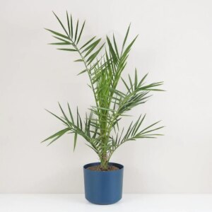 Ďatlovník kanársky / Phoenix canariensis