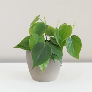 Philodendron cordatum