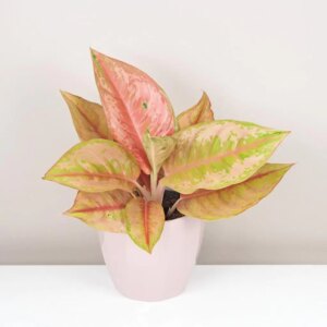 Aglaonema ‘Pastella’