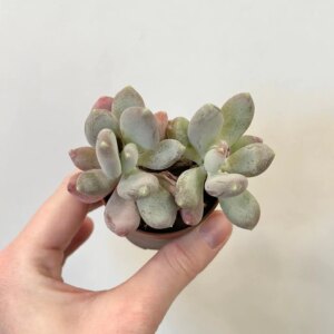 Pachyphytum oviferum pink