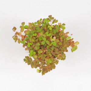 Oxalis vulcanicola ‘Sunset velvet’