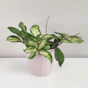 Hoya carnosa ‘Tricolor’