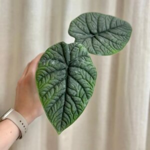 Alocasia ‘Reptile’