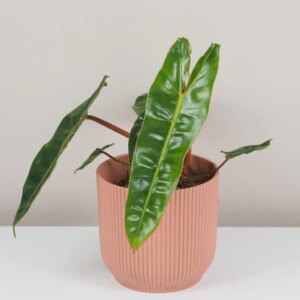 Philodendron billietiae