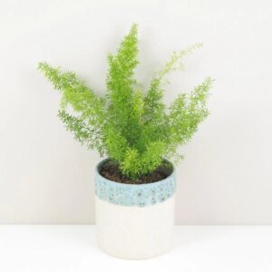 Asparagus densiflorus ‘Meyerii’