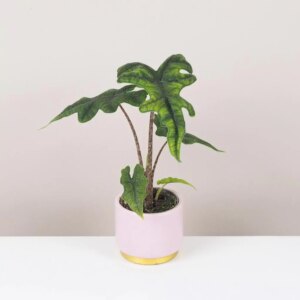 Alocasia ‘Jacklyn’ malá